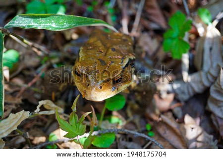 Japanese common toad, Japanese frog companion