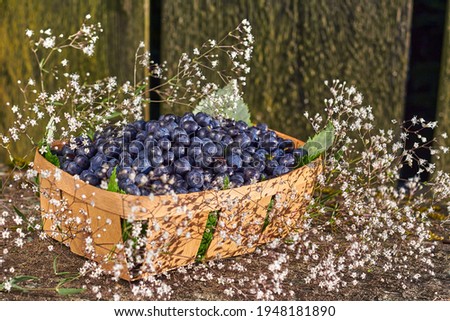 fresh ripe blueberry in wicker basket on the old wooden table with blurred garden background
