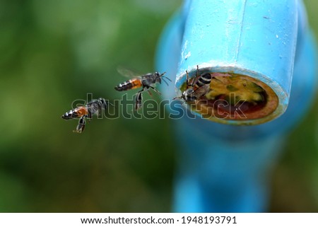 Bees on the faucet In the summer of Thailand, Global warming concept
