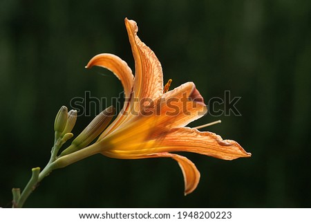 A close-up photo of a Lilium bulbiferum, common names orange lily. This amazing photo is from Turkey.