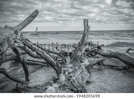 black and white photograph of an old dry tree on the shores of the Baltic Sea under a gloomy sky