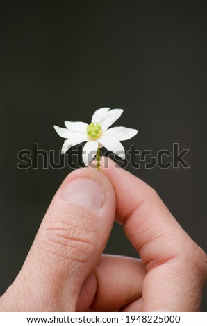 closeup of hand holding a flower vertically with unfocused background
