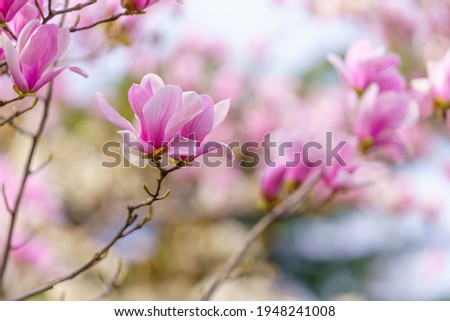 Beautiful pink magnolia blossoms in spring