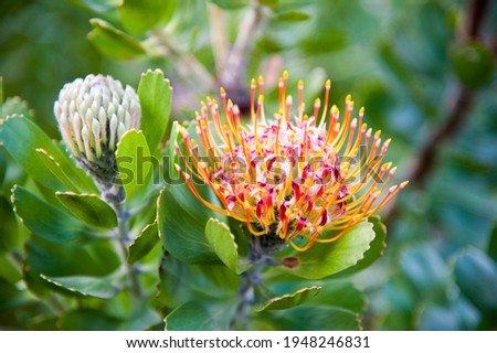 Endemic species of Mossel Bay Pincushion protea growing in the African wilderness Royalty-Free Stock Photo #1948246831