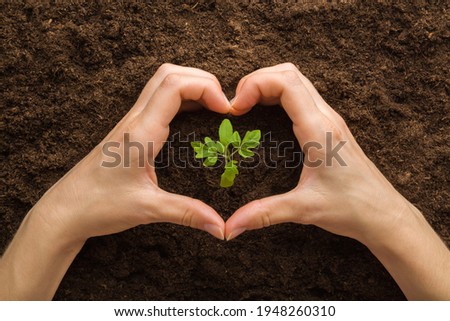 Heart shape created from young adult woman hands around green small tomato plant on brown soil background. Care about environment. Closeup. Point of view shot. Royalty-Free Stock Photo #1948260310