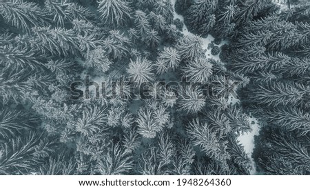 Drone Forest Trees Aerial View Nature Background Winter Frozen Texture