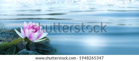 isolated pink water lily in a pond in sunshine on blurred water surface, beautiful wellness spa concept with copy space, focus on the middle of the blossom