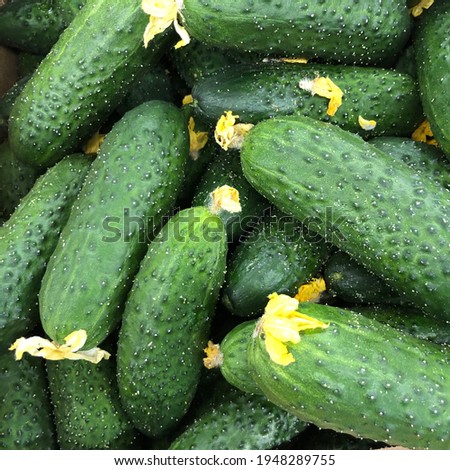Macro photo green cucumbers. Stock photo fresh organic cucumber background