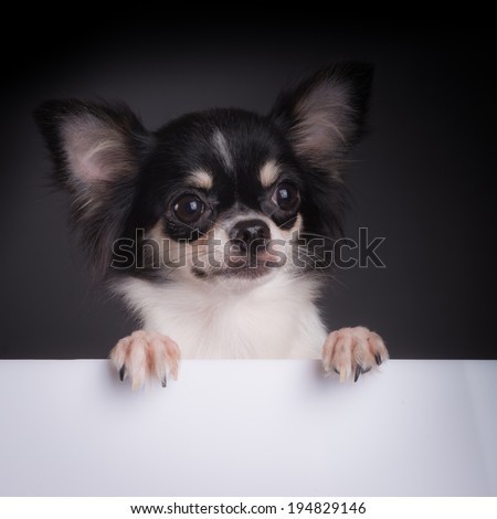 Small black and white Chihuahua long coat on wooden crete with black background