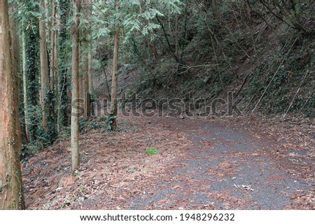 Forest road and natural landscape 