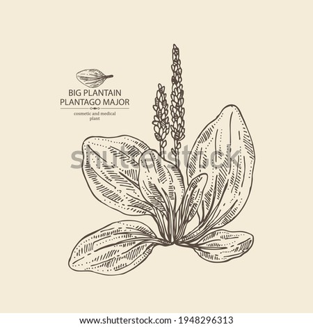 Background with large plantain: large plantain plant and leaves. Plantago major. Cosmetic and medical plant. Vector hand drawn illustration Royalty-Free Stock Photo #1948296313