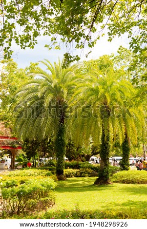 Green palm trees in the center of the park