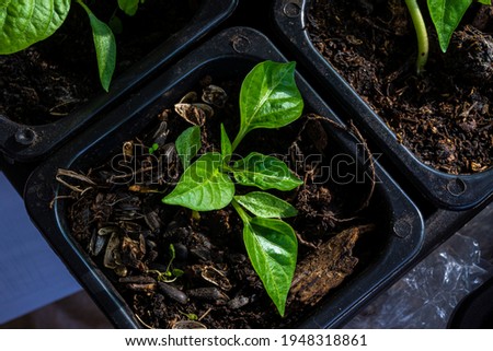 Capsicum seedlings grow indoors with artificial heating and additional lighting.