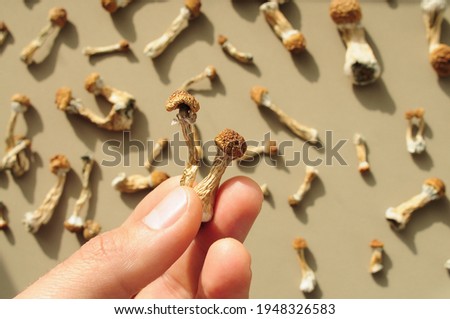 Pattern of psilocybin mushrooms on brown background. Psychedelic magic Golden Teacher mushrooms. Micro-dosing concept.