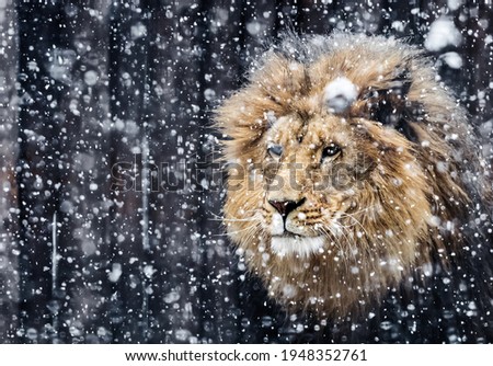 Portrait lion in the snow Royalty-Free Stock Photo #1948352761
