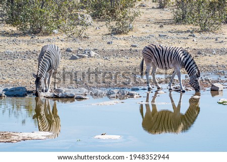 Burchell's zebras (Equus quagga burchellii) drinking water in the Etosha national park, Namibia