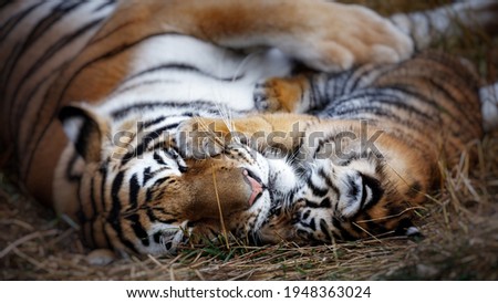 tigress with cub. tiger mother and her cub.