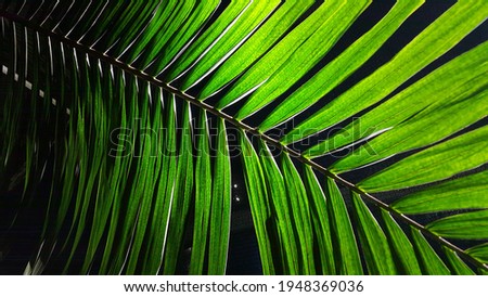 Green tropical palm leaf background