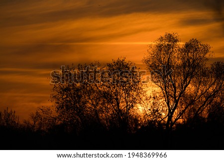 a brilliant orange sunrise, the sun shines through the trees in the nature reserve