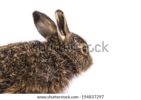 gray rabbit standing on white background