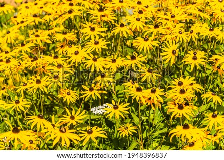 Yellow decorative flowers with white achilea flower on sunny day