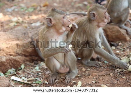 earthen floor and monkey eating peanut 