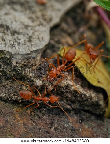 Fire ants are several species of genus Solenopsis. Solenopsis are stinging ants and most of their common are ginger ants and tropical fire ants.