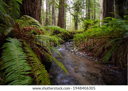 Color image of a redwood forest. Northern California, USA.