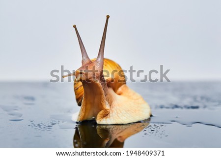 live snail stretches upward from a smooth wet surface against a light background Royalty-Free Stock Photo #1948409371