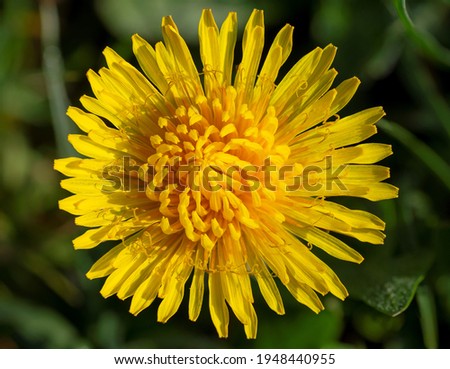 A yellow Dandelion (Taraxacum officinale) flower head. Common Dandelion blooming in the early spring. Macro. Detail. Close up. Royalty-Free Stock Photo #1948440955