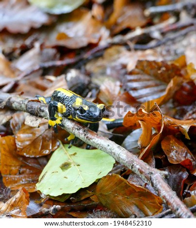 Fire slamander black, yellow on a fallen branch in autumn foliage