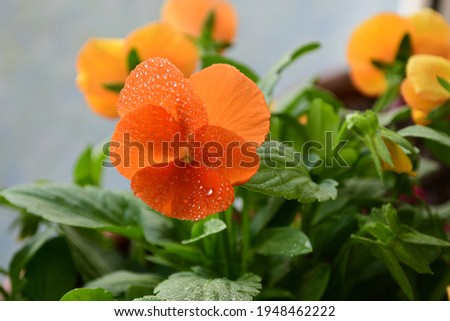 Close up  flowers in beautiful summer morning sunlight, background template..