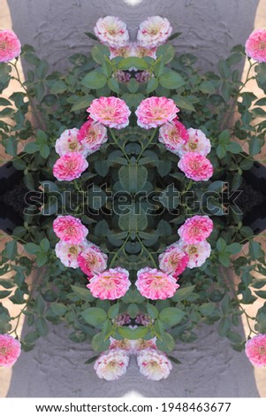 a rose bush with bright pink and white swirl flowers 9788