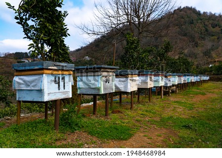 bee hives in an apiary in the village