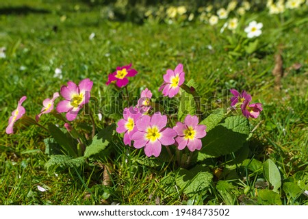 pink and purple pansies decorate the lawn of a village church in Salisbury Wiltshire