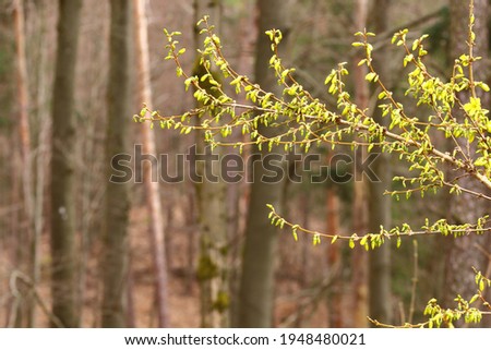 blooming forsythia plants against a blurred background