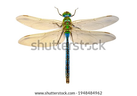 Macro shots, showing of eyes dragonfly and wings detail. Beautiful dragonfly in the nature habitat. Royalty-Free Stock Photo #1948484962