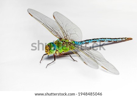 Macro shots, showing of eyes dragonfly and wings detail. Beautiful dragonfly in the nature habitat. Royalty-Free Stock Photo #1948485046
