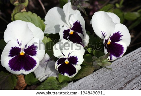 Viola a flower white with violet a close up horizontally. Macro. Pansy. Violaceae Family. Copy space
