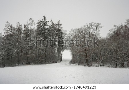 A nice picture of a snowy forest path tunnel