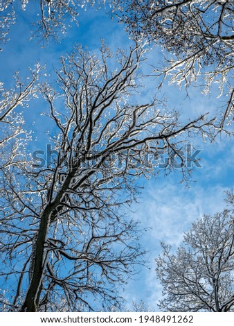 A lovely picture of a snow-laden tree photographed against the sky 