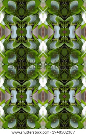 a lush green pilea peperomia plant abstract 0277
