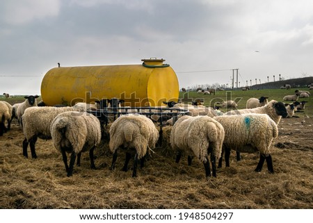 Many lambs eating from the metal feeder next to a big yellow metal water tank in open grass farmland field, group of animals on feeding time