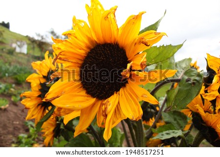 Sunflowers in the wild and colorful