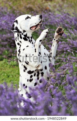 Vertical picture of a begging dalmatian on hind legs
