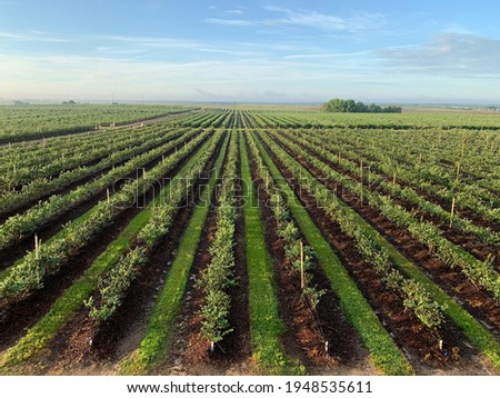 rows of blueberry on a farm at sunrise Royalty-Free Stock Photo #1948535611