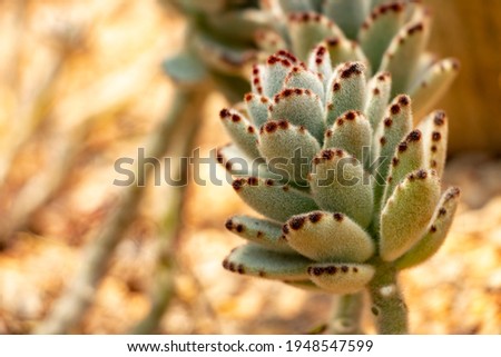 Kalanchoe tomentosa commonly known as panda plant