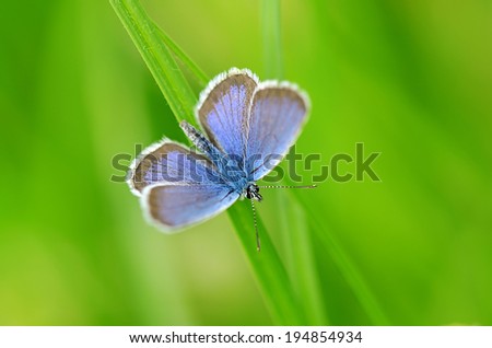 Macro photo of a butterfly on the green grass