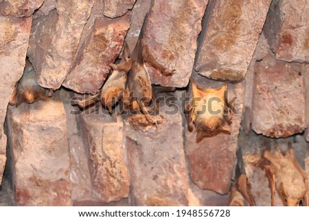 Mauritian tomb bats (Taphozous mauritianus) hanging in the old house wall Royalty-Free Stock Photo #1948556728