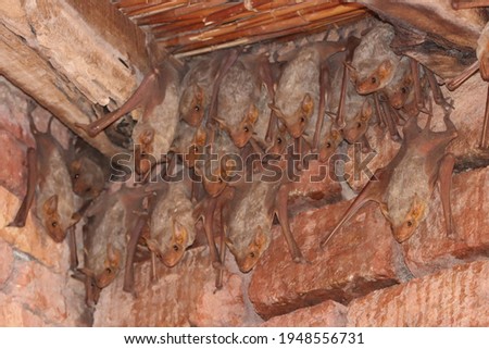 Mauritian tomb bats (Taphozous mauritianus) hanging in the old house wall Royalty-Free Stock Photo #1948556731